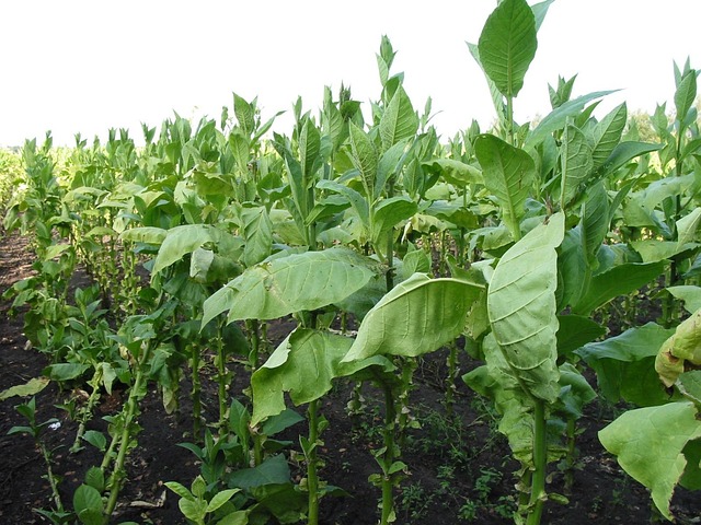 Kratom má původ v Asii. 